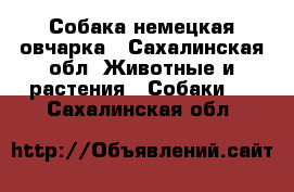 Собака немецкая овчарка - Сахалинская обл. Животные и растения » Собаки   . Сахалинская обл.